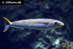 malacanthus plumieri malacanthus plumieri