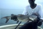 16 gambia