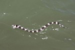 18 gambia