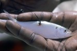 40 gambia