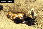 gallus gallus domesticus domestic chicken gallus gallus domesticus domestic chicken