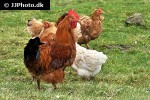 gallus gallus domesticus domestic chicken gallus gallus domesticus domestic chicken