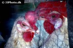 gallus gallus domesticus domestic chicken gallus gallus domesticus domestic chicken