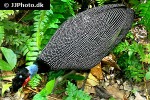 guttera pucherani crested guineafowl guttera pucherani crested guineafowl