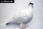 lagopus mutus rock ptarmigan lagopus mutus rock ptarmigan