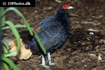 lophura erythrophthalma crestless fireback lophura erythrophthalma crestless fireback