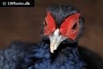 lophura erythrophthalma crestless fireback lophura erythrophthalma crestless fireback