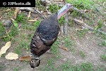 meleagris gallopavo turkey meleagris gallopavo turkey