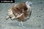 meleagris gallopavo turkey meleagris gallopavo turkey
