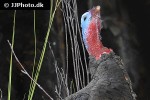 meleagris gallopavo turkey meleagris gallopavo turkey