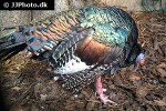 meleagris ocellata ocellated turkey meleagris ocellata ocellated turkey