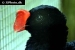 mitu mitu alagoas curassow mitu mitu alagoas curassow