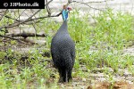 numida meleagris helmeted guineafowl numida meleagris helmeted guineafowl