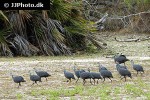 numida meleagris helmeted guineafowl numida meleagris helmeted guineafowl