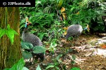 numida meleagris helmeted guineafowl numida meleagris helmeted guineafowl