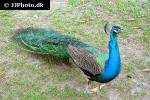 pavo cristatus blue peafowl pavo cristatus blue peafowl