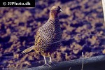 phasianus colchicus ring necked pheasant phasianus colchicus ring necked pheasant