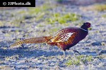 phasianus colchicus ring necked pheasant phasianus colchicus ring necked pheasant