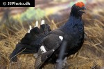 tetrao tetrix black grouse tetrao tetrix black grouse
