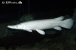 atractosteus spatula albino atractosteus spatula albino
