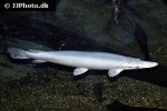 atractosteus spatula albino atractosteus spatula albino