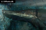 atractosteus spatula atractosteus spatula