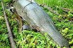 atractosteus spatula atractosteus spatula
