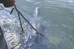 atractosteus spatula atractosteus spatula