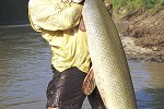 atractosteus spatula atractosteus spatula