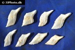 atractosteus spatula atractosteus spatula