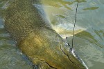 atractosteus spatula atractosteus spatula