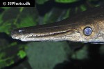 atractosteus spatula atractosteus spatula