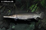 atractosteus spatula atractosteus spatula