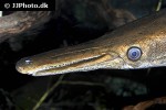 atractosteus spatula atractosteus spatula