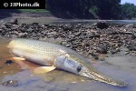 atractosteus spatula atractosteus spatula