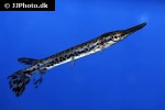 atractosteus spatula atractosteus spatula