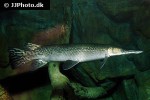 atractosteus spatula atractosteus spatula