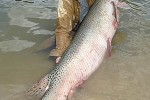 atractosteus spatula atractosteus spatula