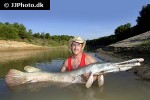 atractosteus spatula atractosteus spatula
