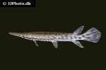 atractosteus tropicus atractosteus tropicus