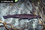 atractosteus tropicus atractosteus tropicus