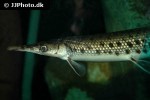 lepisosteus oculatus lepisosteus oculatus