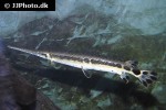 lepisosteus osseus lepisosteus osseus