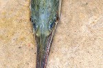lepisosteus osseus lepisosteus osseus