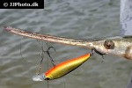 lepisosteus osseus lepisosteus osseus