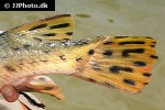 lepisosteus osseus lepisosteus osseus