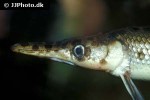 lepisosteus platostomus lepisosteus platostomus