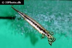 lepisosteus platyrhincus lepisosteus platyrhincus