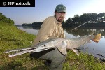 lepisosteus species hybrid lepisosteus species hybrid