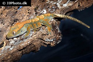 Geckos